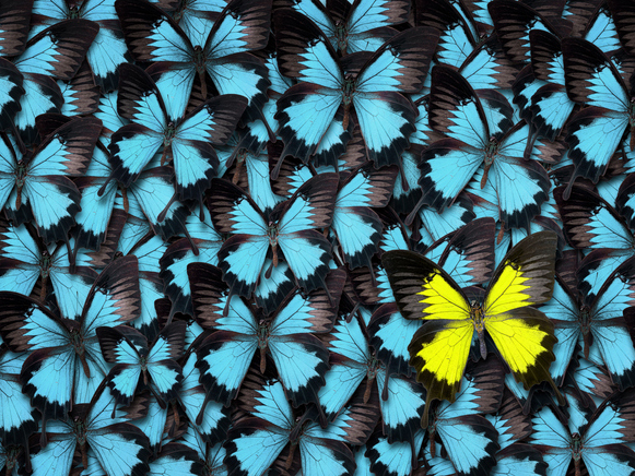 Research supervision: working with the individual in front of you