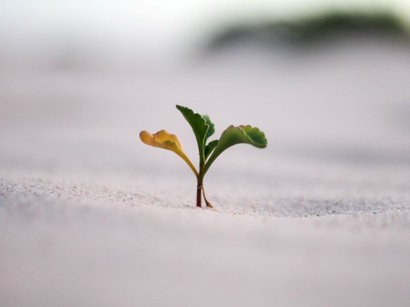 Developing a growth mindset and experimenting for better teaching outcomes