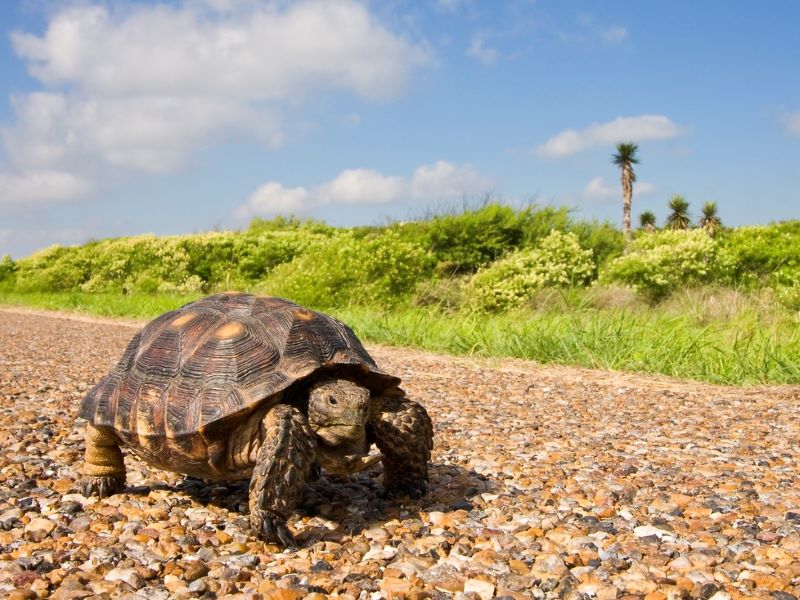 Make classroom connections by drawing from the slow movement