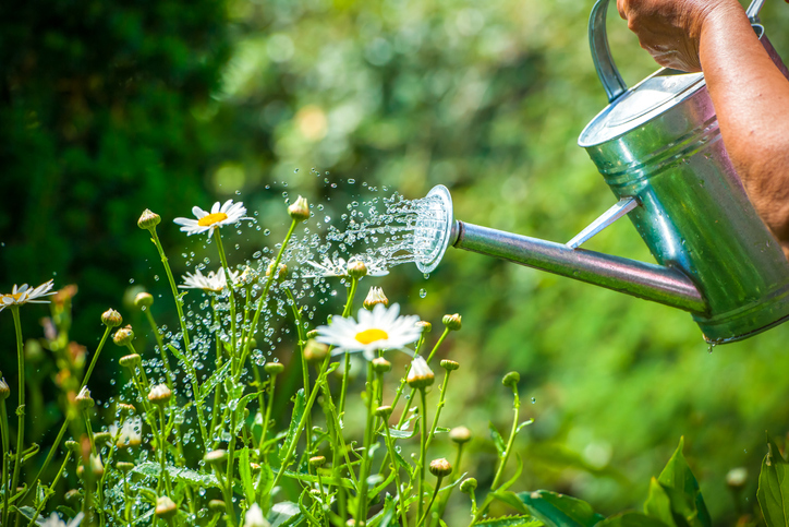 Grow your own accessibility allies