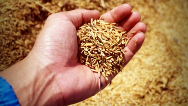 Agricolleges International cultivates new crop of South African farmers via online learning