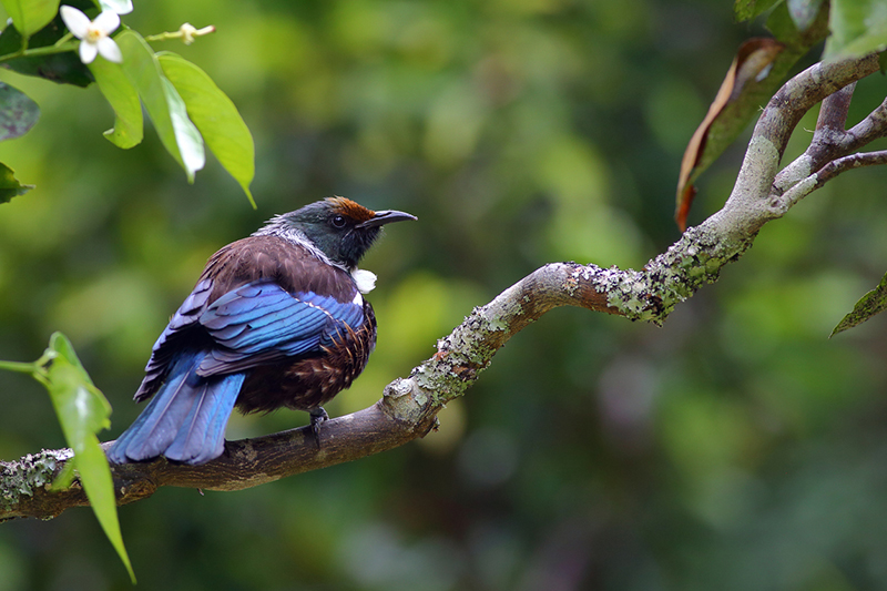 Dreaming of tuī returning to campus