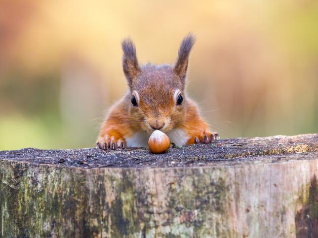 Red squirrel and hazelnut illustrating video about teaching statistics with storytelling