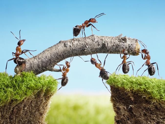 Ants working together