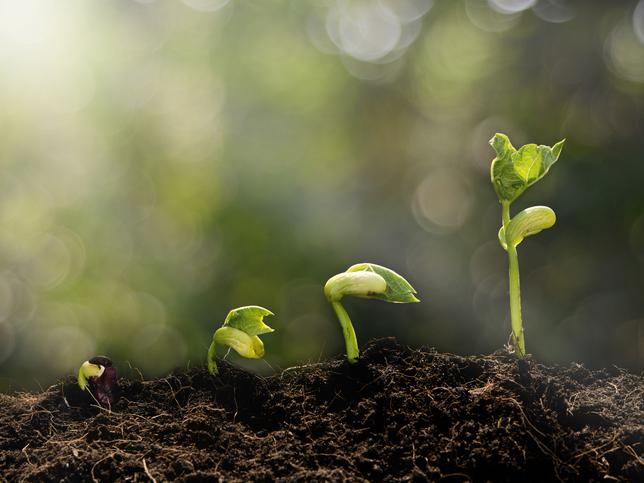 Stages of plant growth