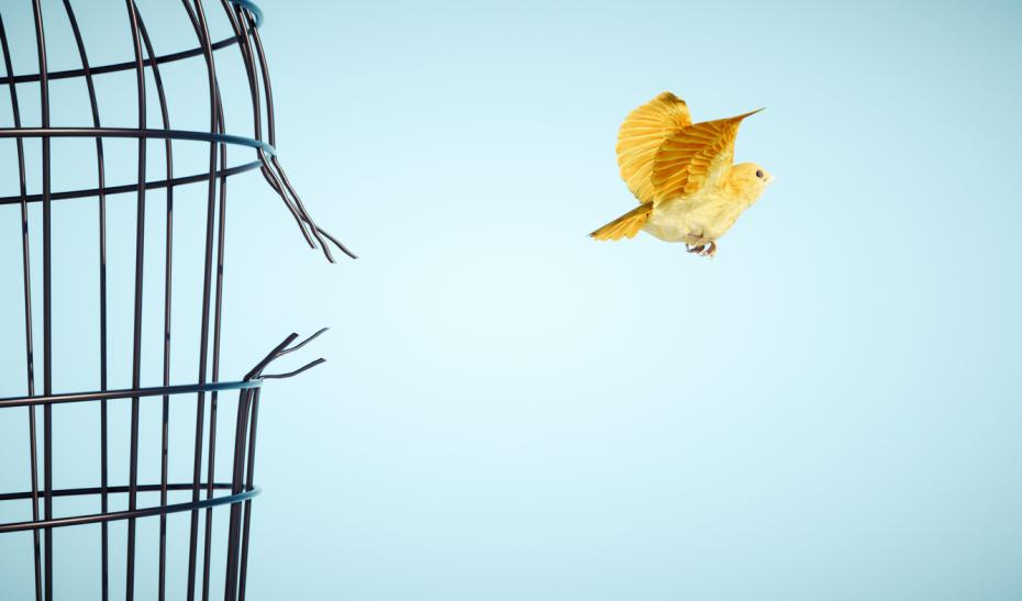 Canary escaping from a bird cage