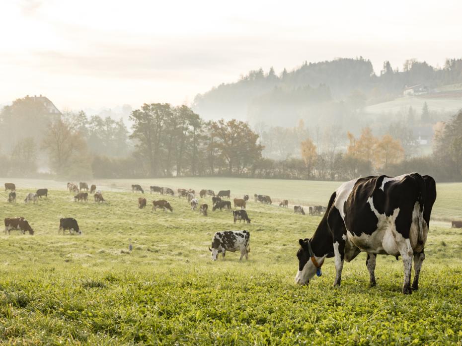 A field with cows 