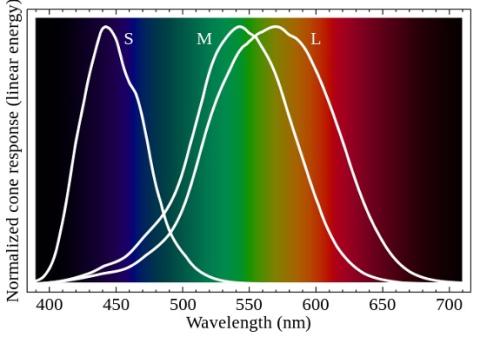 Line graph illustrates that the short-wavelength, S cone mainly covers blue colours, the medium-wavelength, M cone mainly covers shades of green and yellow colours, the long-wavelength, L cone mainly covers green, yellow, and red colours.