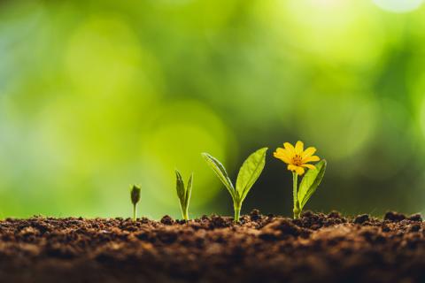 Plant growing from seedling to flower