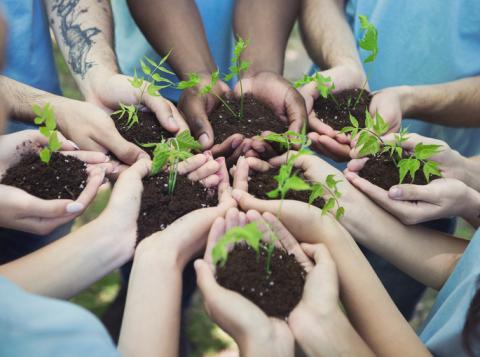 Hands clutching soil with green shoots