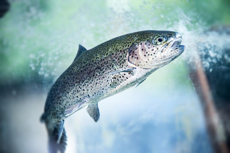 Trout in a river