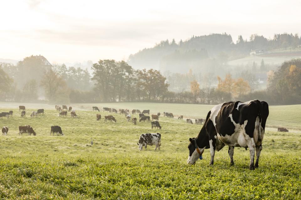 A field with cows 