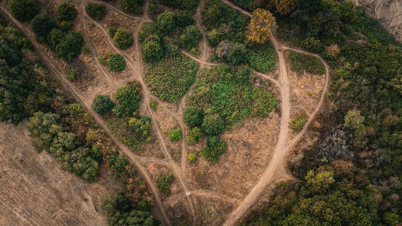Birds-eye view of a forest with multiple paths leading through it
