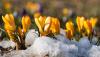 Yellow crocuses growing through snow