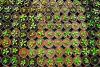 Overhead image of seedlings in pots