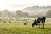 A field with cows 